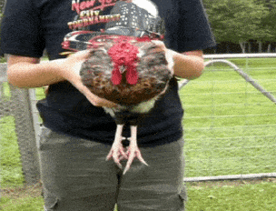 1590018391043.gif