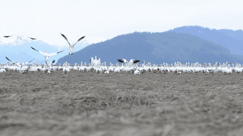 1596123822035.gif