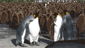 1598466833208.gif
