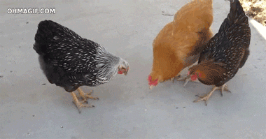 1604790449175.gif