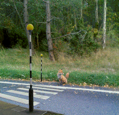 1605457817559.gif
