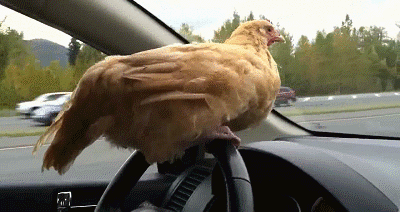 1605928983674.gif