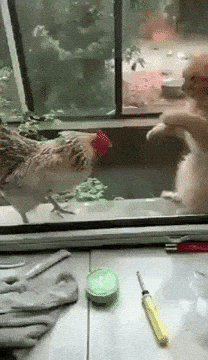 1610316748252.gif