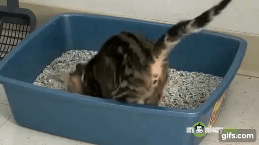 1610556436687.gif