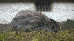 1610750461516.gif