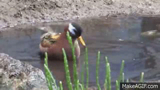 1612235008015.gif