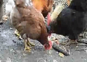 1612581318053.gif