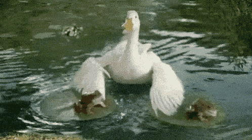 1617056003073.gif