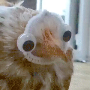 1619028550920.gif