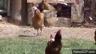 1630034740644.gif