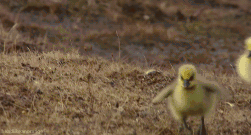 1633888663329.gif
