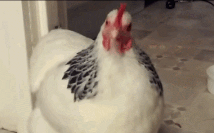 1645754374405.gif