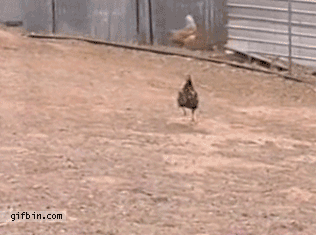 1653675851174.gif