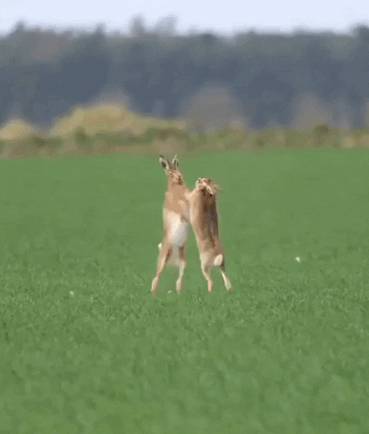 1664409900474.gif