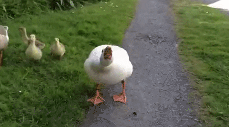 1664817272752.gif