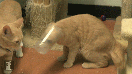 1668831348295.gif