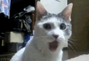 1668831455247.gif