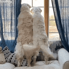 1681779141499.gif