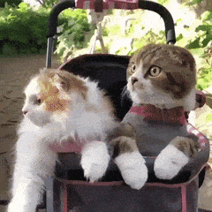 1703642752754.gif