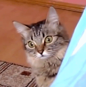 1704145895035.gif
