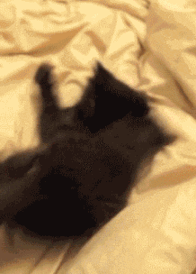 1711414286906.gif