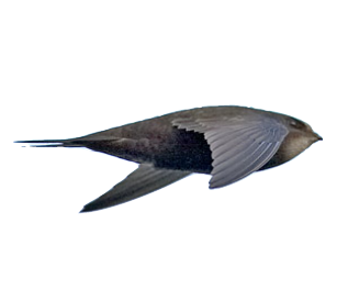 1716432528739.png