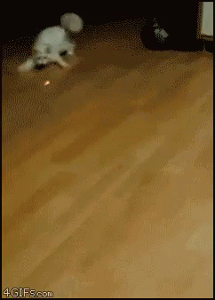1747794902305.gif