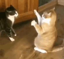1747794968624.gif
