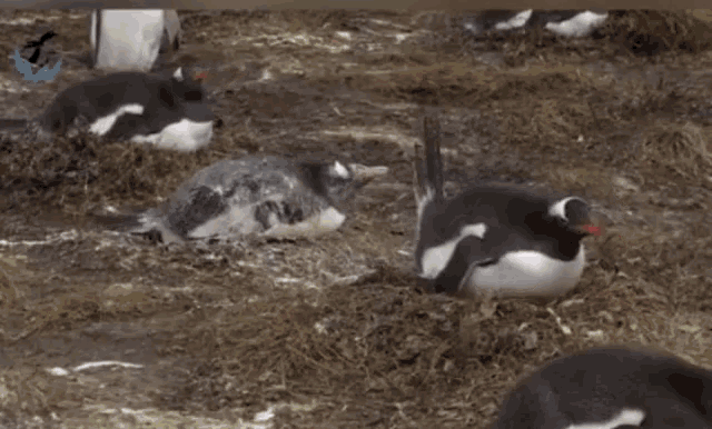 1749395300280.gif