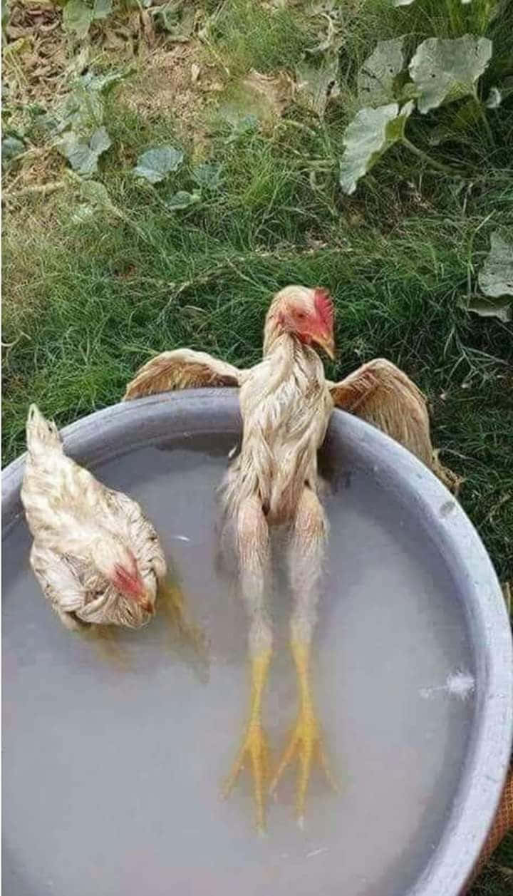 1757711301820.jpeg