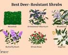 26 Best Deer-Resistant Shrubs for Landscaping and Gardens