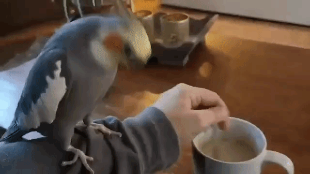 1786069529504.gif