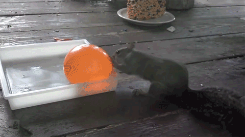 1790297359919.gif