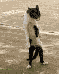 1792551143579.gif