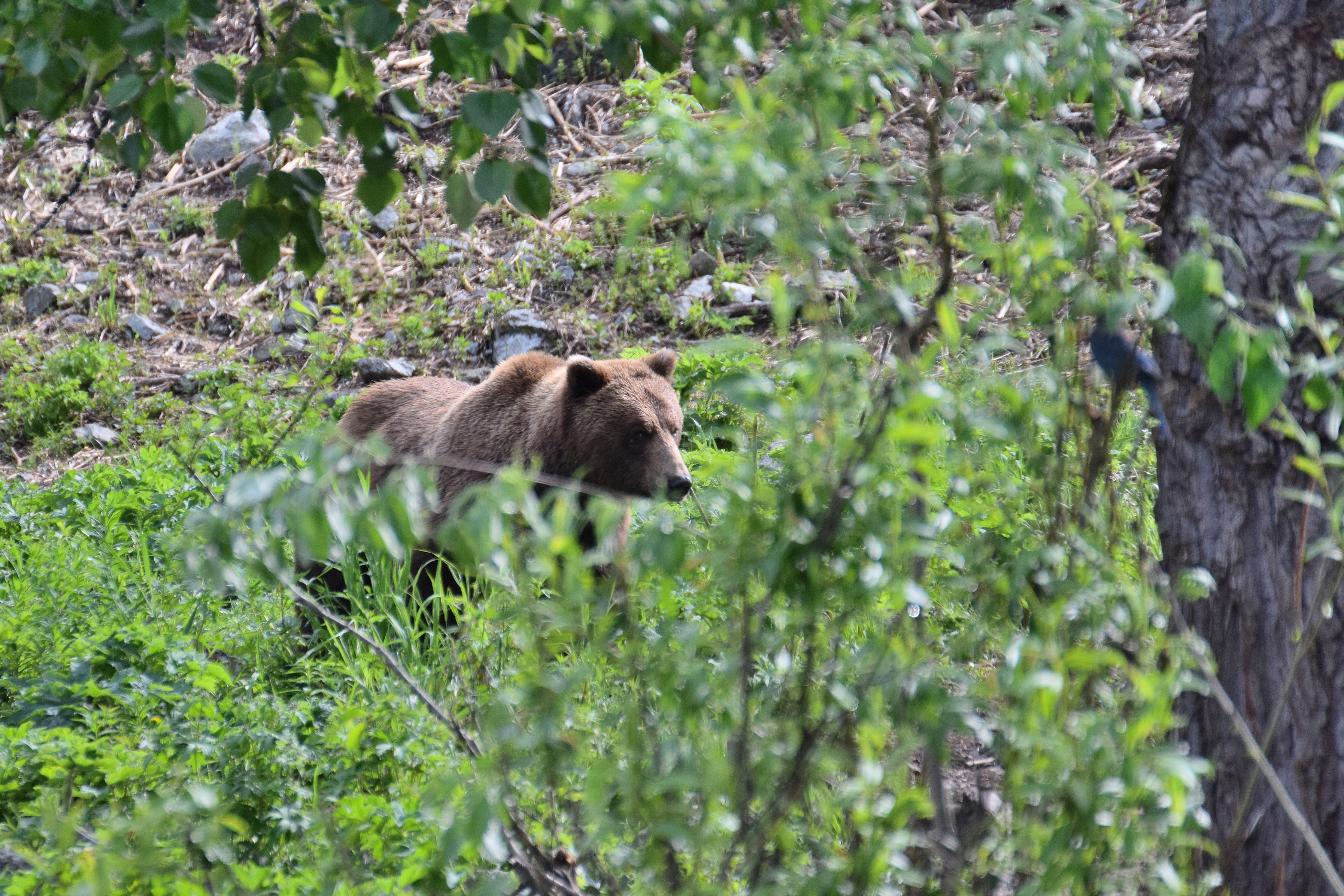 2017-05 Alaska D5300  (366)a.JPG