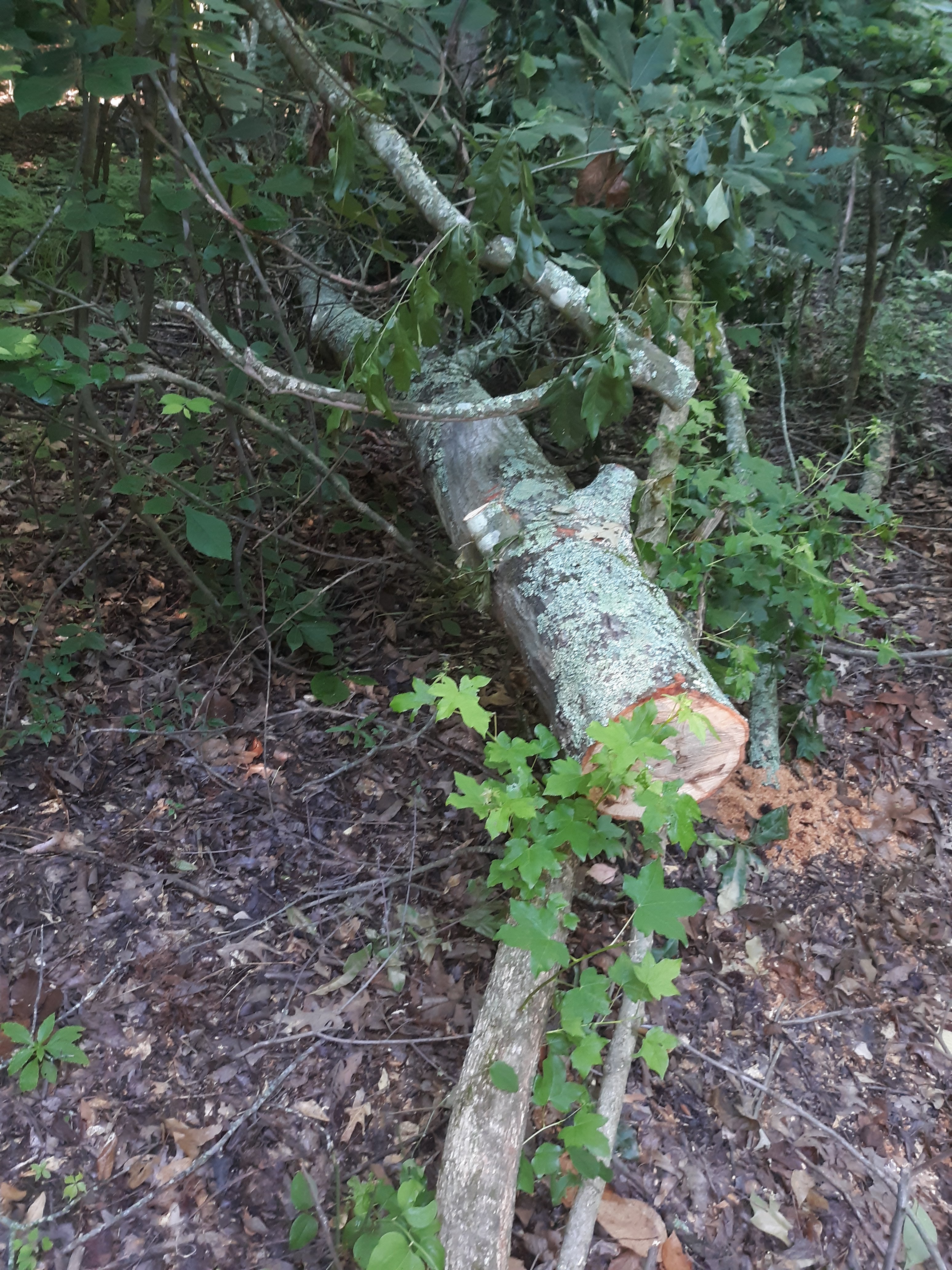 20230619_081144.jpg