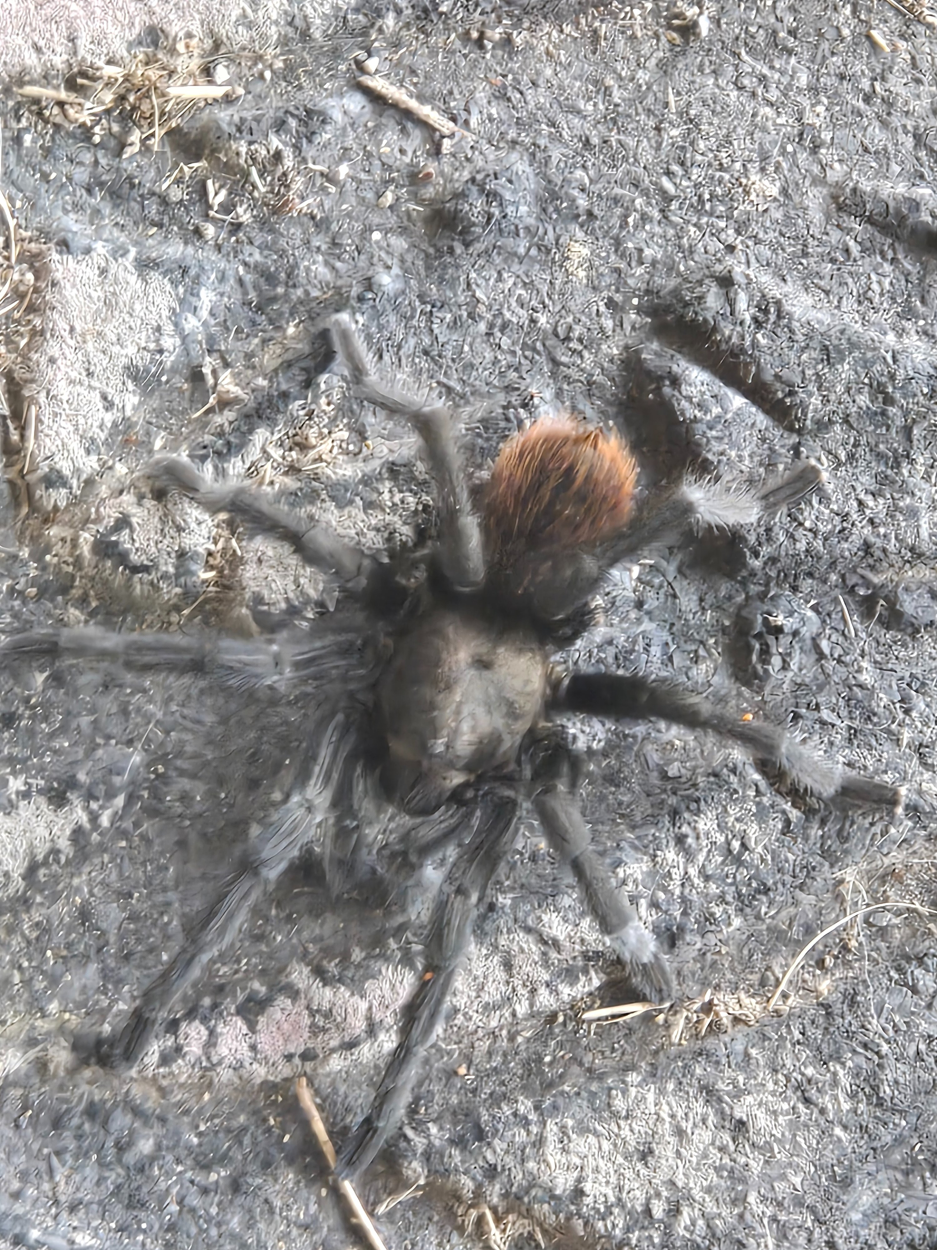 20250515_093810 spider.jpg