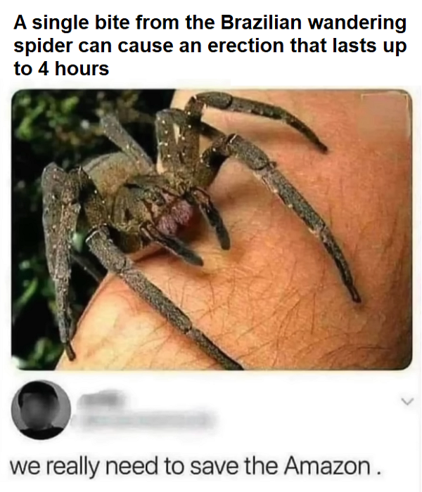 4 Hr Erection Brazilian Spider.png