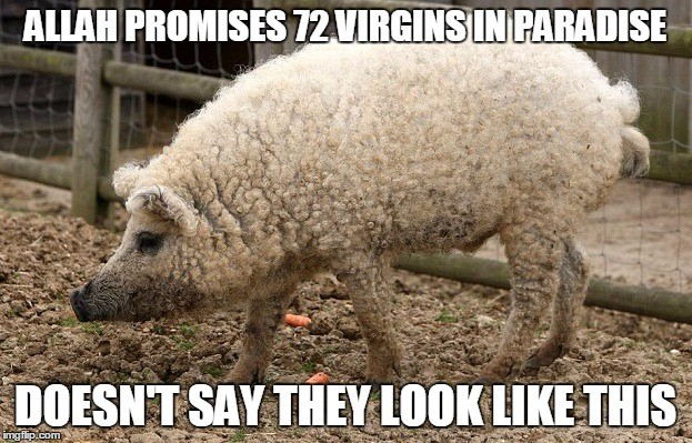 72 Virgin Pig.png