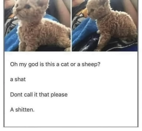 A Cat or Sheep - A Shat - NO - Shitten.png