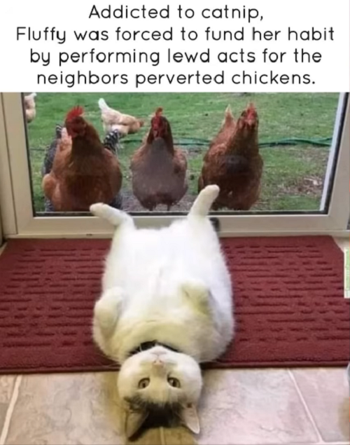 Addicted to Catnip.png