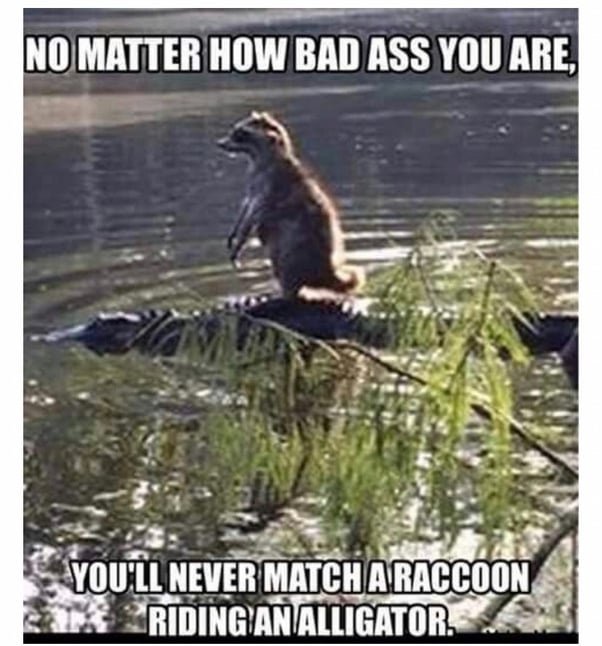 Ali Raccoon.jpg