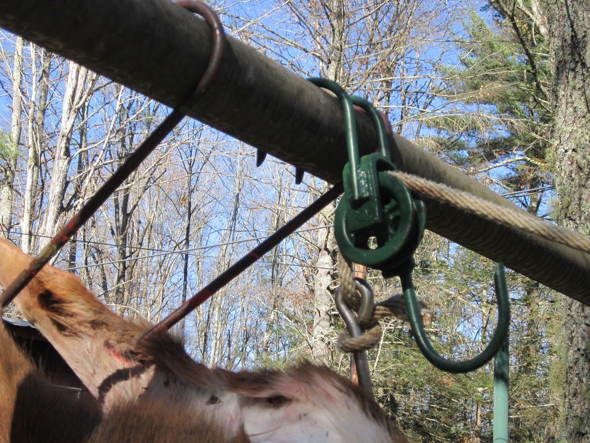 attaching hooks to hind legs.JPG