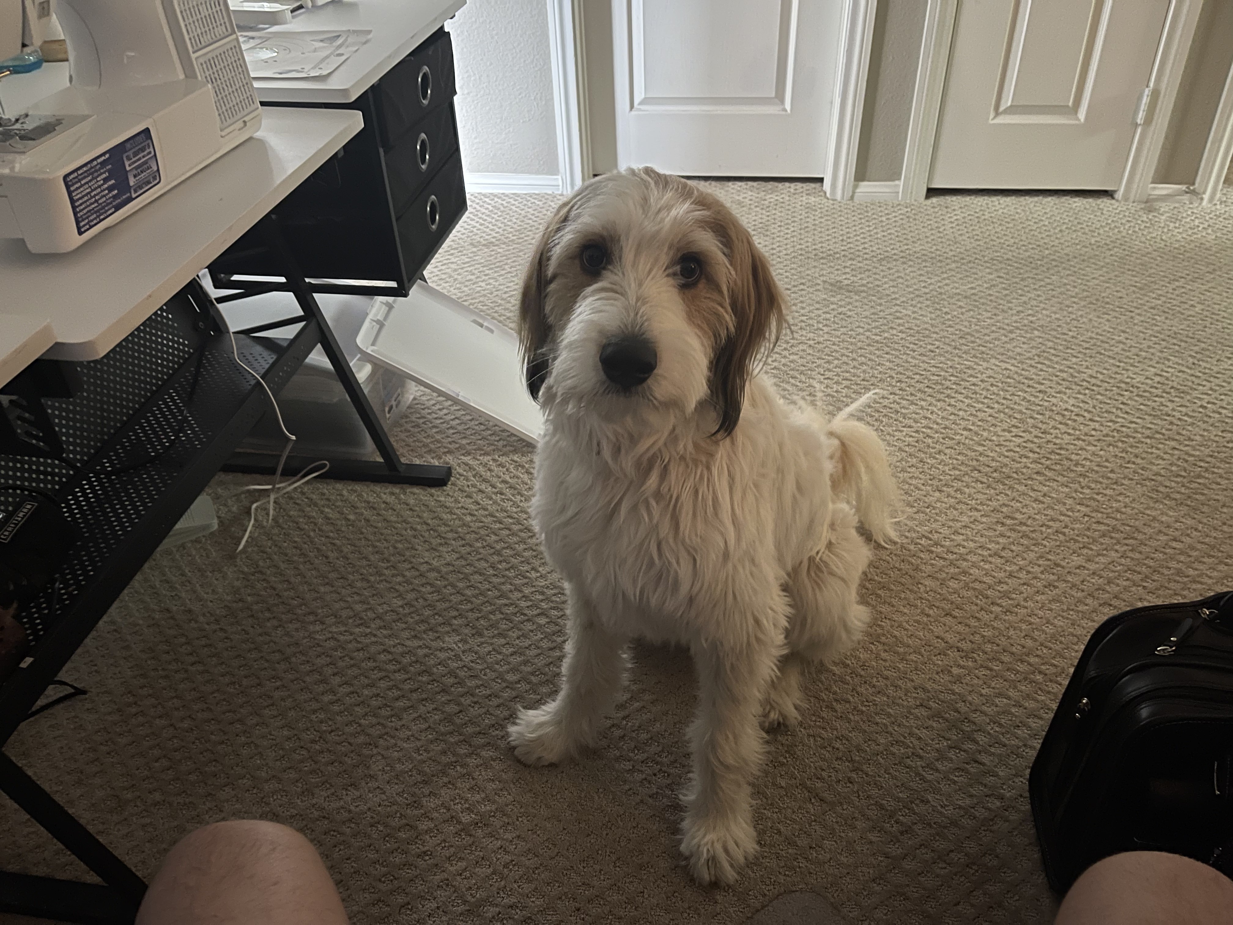Auggie.jpg