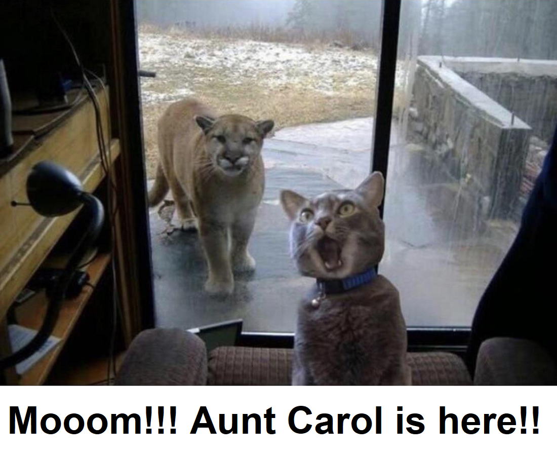 Aunt Carol is Here - Mountain Lion + Housecat.png