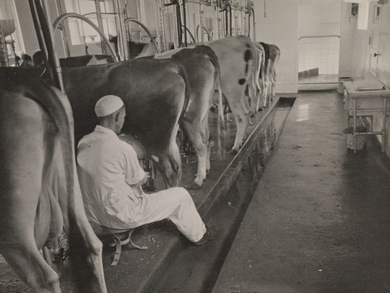 automatic-milking-systems.jpg