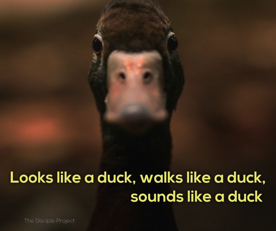 b2ap3_large_Looks-like-a-duck-walks-like-a-duck-sounds-like-a-duck.jpg