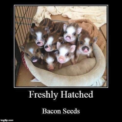 bacon seeds.jpg