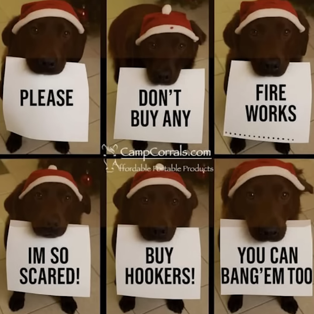 Bang Hookers Not Fireworks Scared Dog.png