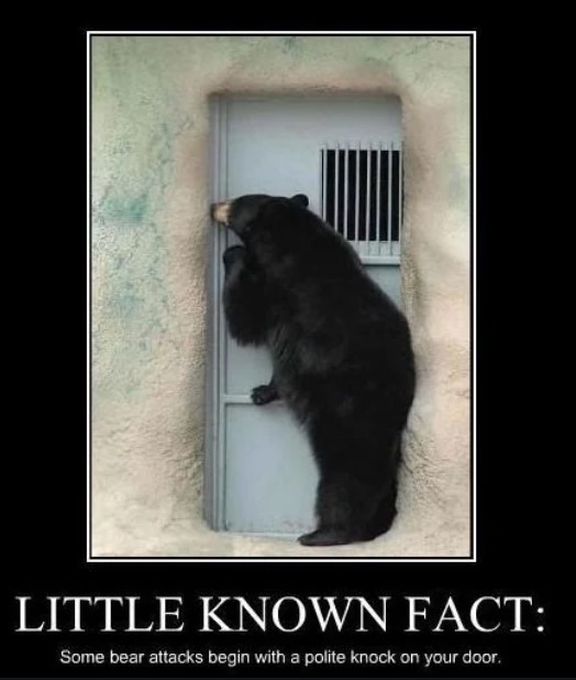 Bear Knock.jpg